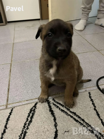 Белгийски овчарки малиноа, снимка 6 - Белгийска овчарка - 52665129