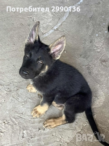 Немска овчарка , снимка 1