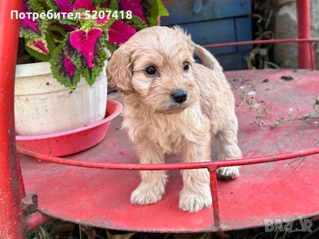 Кокер шпаньол - последно момче 