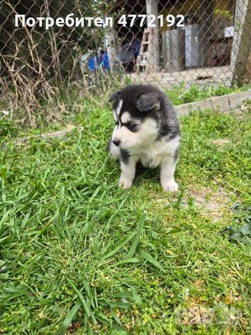 Малки Сибирски Хъскита, снимка 6 - Хъски - 53917126