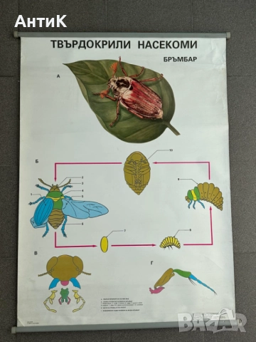 Соц Учебни Плакати Постери Биология, снимка 12 - Антикварни и старинни предмети - 51734458