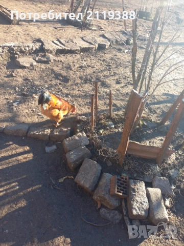 1 бр Ню Хемпшир на 7 м, снимка 4 - Кокошки и пуйки - 52773629