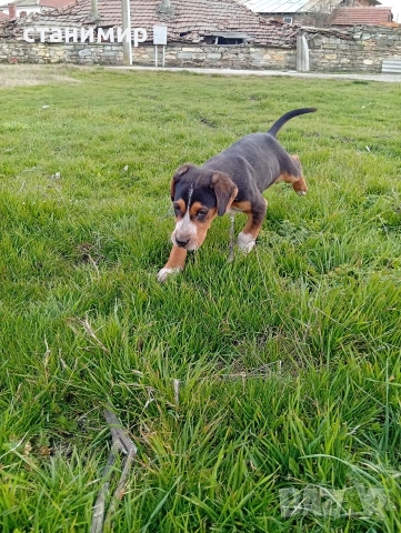 трицветно гонче, снимка 4 - Гонче - 53878849