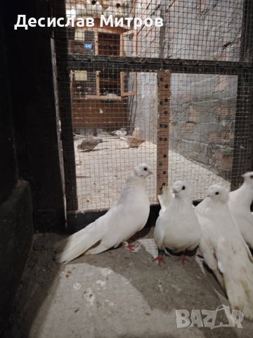 Гълъби, двукачулати, чилики, акмани, зеброви амадини и гугутки