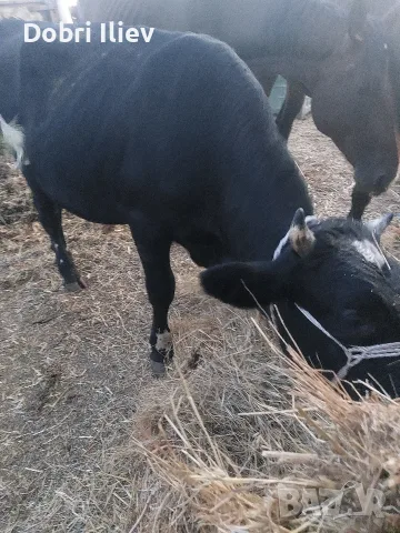 Продава се мъжко теле 