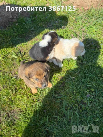 Кученца, снимка 10 - Други - 54099667