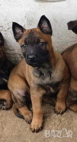 Чистокръвни Белгийски овчарки-Малиноа , снимка 2 - Белгийска овчарка - 51255968