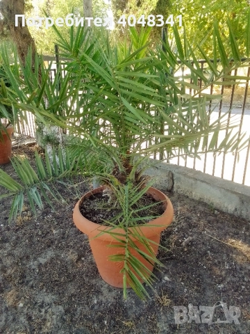 Големи Финикови палми , снимка 6 - Градински цветя и растения - 52533347