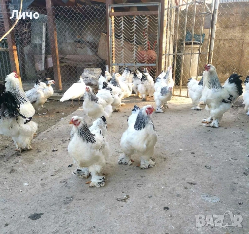 продавам яйца, снимка 3 - Кокошки и пуйки - 53885300