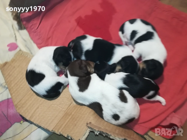 ПРОДАВАМЕ КУТРЕТА-ДЖАК РЪСЕЛ 250ЛВ ЗА 1БР 0209251838, снимка 5 - Джак ръсел териер - 51583363