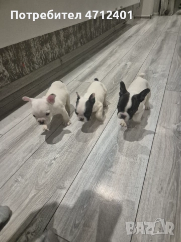 Френски булдог, снимка 6 - Френски булдог - 53140014