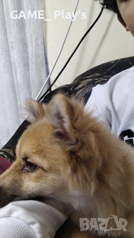 Немски шпиц 