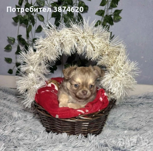 чихуахуа момченца, снимка 11 - Чихуахуа - 52675923