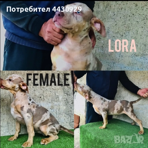 American Bully XL, снимка 11 - Други - 52497819