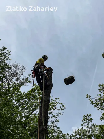 Рязане,оформяне,укрепване на опасни дървета , снимка 11 - Други услуги - 39864280