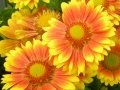 Продавам цветя Гайлардия – разсад за пролетно засаждане в градината, различни цветове, снимка 3