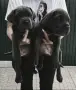 кученца Кане корсо, снимка 8