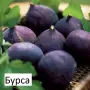  Смокиня  / Разсад Студоустойчиви - Налични 8 сорта, снимка 3