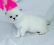 Шотландски със сини очи. , снимка 12