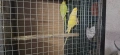 Папагали Малък Александър /двойка, снимка 11