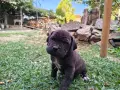 Продавам кученца Кане Корсо , снимка 1
