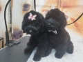 Мини пудел, снимка 5