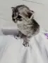 персийски британски котета , снимка 2