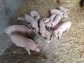 Продавам малки прасенца, снимка 2