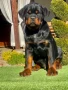 Ротвайлери , снимка 9