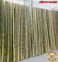 Висококачествени Семена от бамбук Moso Bambo декоративни растения за дома и двора бамбуков разсад, снимка 3