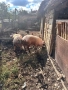 Продавам домашно отгледани  прасета, снимка 4