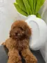 Той Пуделчета момичета , снимка 6