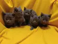 Котета от порода Руска синя котка !, снимка 7