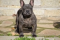 Френски булдог, снимка 4