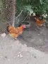 Нюхемпшир яйца за люпене , снимка 9