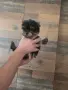 Мини момченце с чипо носленце йоркширски териер , снимка 3