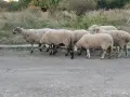 Свободни овце и коч, снимка 4