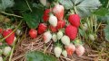 целогодишни сортове разсад ягоди и малини , снимка 10