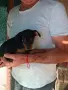 Продавам цвергпинчери., снимка 5