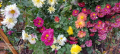Продавам различни видове хризантеми , снимка 9