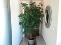 Фикус Бенджамин, 220 см., снимка 1