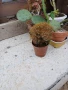 Кактуси и сукуленти, снимка 4