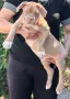 Американско Були Хл/American Bully XL , снимка 6