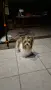 Biewer terrier Sofia , снимка 5