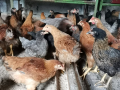 Ярки шарени селски домашни за яйца и месо, кокошки Носачки, петли , снимка 2
