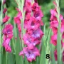 Гладиоли , снимка 8