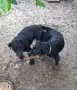 Кучета ягдтериери, снимка 7