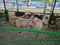стадо Реплянски овце , снимка 3