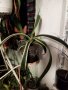 Американско пъстро Агаве (Agave americana variegata) или Столетник с пъстри листа, снимка 9