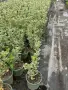 3 цвята вечнозелен евонимус , снимка 3